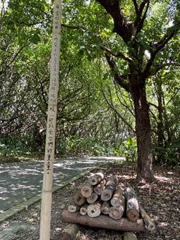 一張含有 戶外, 叢林, 植物, 樹狀 的圖片

AI 產生的內容可能不正確。